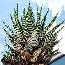 Haworthia Zebra Live Plant Easy To Grow Hard To Kill 3.5" Pot Fresh Garden