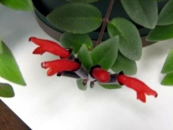 Plant Mona Lisa Lipstick Live Home 2 Plants in Aeschynanthus Easy to Grow 3' Pot Fresh Garden