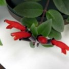 Plant Mona Lisa Lipstick Live Home 2 Plants in Aeschynanthus Easy to Grow 3' Pot Fresh Garden