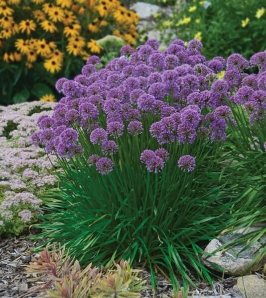 Flowering Onion Perennial Allium Millenium Gallon Pot Live Fresh Garden