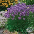 Flowering Onion Perennial Allium Millenium Gallon Pot Live Fresh Garden