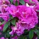 Double Purple Azalea Perfecto Mundo Rhododendron Proven Winners Live 4" Pot Fresh Garden