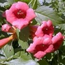 Trumpet Vine Flamenco Live Campsis 2.5" Pot Fresh Garden