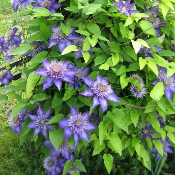 Clematis Multi Blue Navy Blue Double Flower 2.5" Pot Fresh Garden