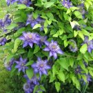Clematis Multi Blue Navy Blue Double Flower 2.5" Pot Fresh Garden