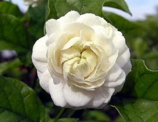Arabian Jasmine Live Plant Grand Duke of Tuscany Fragrant 4" Pot Fresh Garden