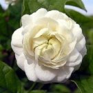 Arabian Jasmine Live Plant Grand Duke of Tuscany Fragrant 4" Pot Fresh Garden