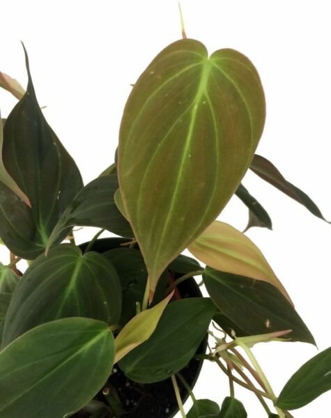 Philodendron Rare Velvet Leaf Bronze Micans Vine Easy 2" Pot Houseplant Indoor Fresh Garden