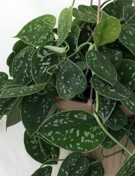 Scindapus Silver Pothos Rare Blue Satin Devil's Ivy Live Plant Indoor 4" pot Fresh Garden