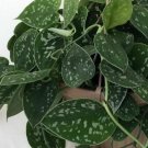 Scindapus Silver Pothos Rare Blue Satin Devil's Ivy Live Plant Indoor 4" pot Fresh Garden