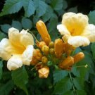 Plant Campsis Yellow Climbing Trumpet Vine Flower 2.5" Pot Radican Flava Fresh Garden