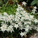 Leontopodium alpinum Edelweiss Sound of Music 100 Seeds Blossom Snow Perennials Fresh Garden
