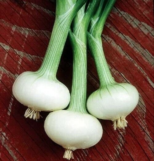 Cipollini Onion Bianca Di Maggio - Current Rage 250 Seeds Fresh Garden