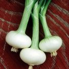 Cipollini Onion Bianca Di Maggio - Current Rage 250 Seeds Fresh Garden