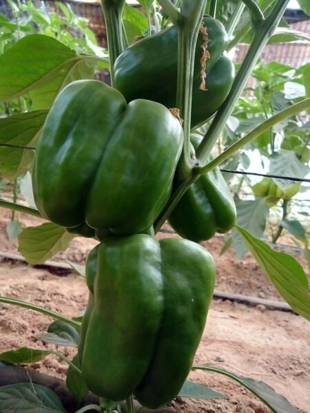 Sweet Bell Lady Pepper - 10 Seeds Fresh Garden