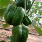 Sweet Bell Lady Pepper - 10 Seeds Fresh Garden