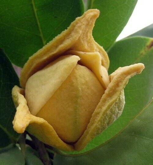 Annona Muricata Soursop Tree - 5 Seeds Fresh Garden