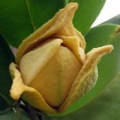 Annona Muricata Soursop Tree - 5 Seeds Fresh Garden