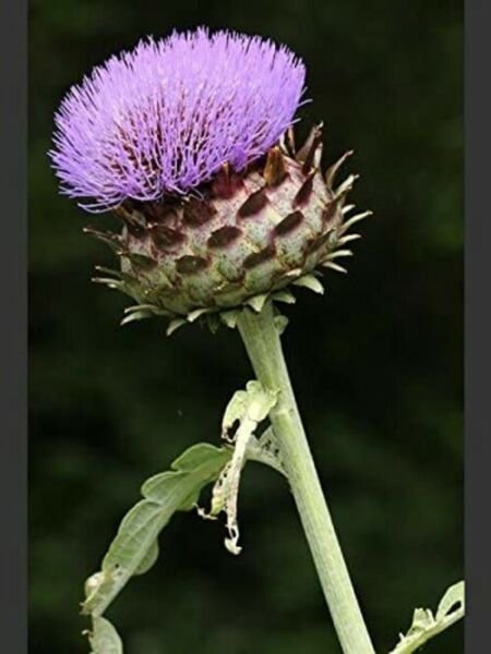 Cynara Cardunculus Edible Cardoon - 15 Veggie Seeds Fresh Garden