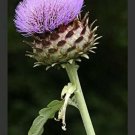 Cynara Cardunculus Edible Cardoon - 15 Veggie Seeds Fresh Garden