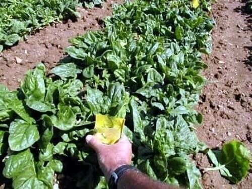 Whale Organic Spinach Smooth Leaf Dark Green - 200 Seeds Fresh Garden