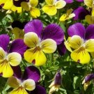 Viola Perennial Plant Johnny Jump Up - 200 Seeds, 450 mg Fresh Garden