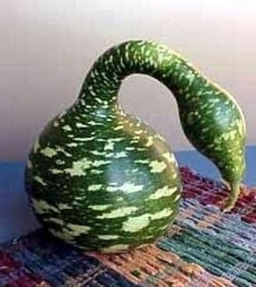 Speckled Gourd Swan Ideal Crafts Arts - 10 Seeds Fresh Garden