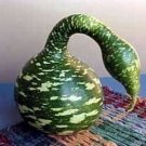Speckled Gourd Swan Ideal Crafts Arts - 10 Seeds Fresh Garden