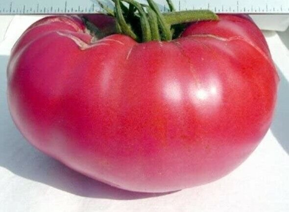 Pink Mennonite Tiffen Beefsteak Tomato - 20 Seeds Fresh Garden