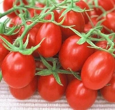 Heirloom Red Plum Tomato - 30 Seeds Fresh Garden