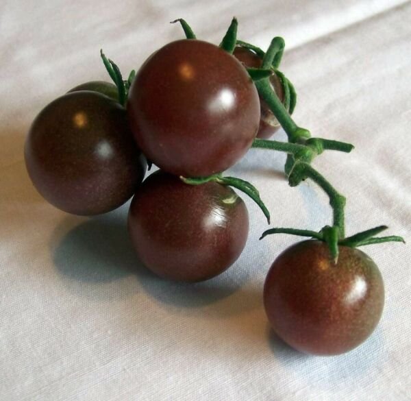 Sweet Juicy Black Cherry Tomato With Blackish-Purple Skin - 25 Seeds Fresh Garden