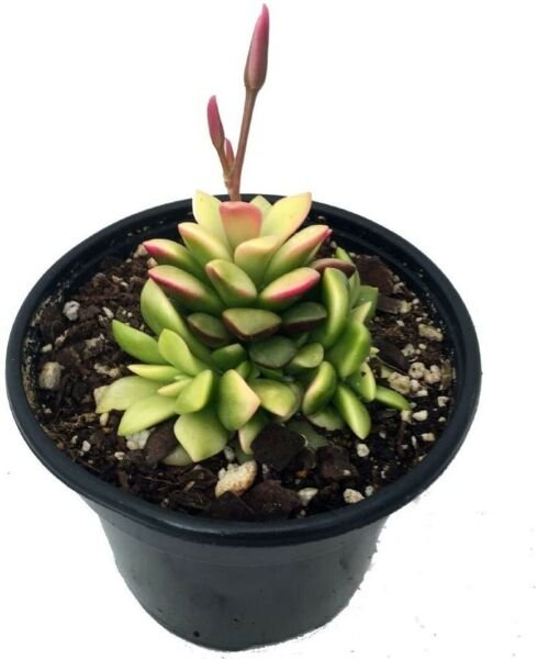 Variegata Anacampseros Rufescens Lost Love Succulent Live Houseplant - 2" Pot Fresh Garden