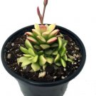 Variegata Anacampseros Rufescens Lost Love Succulent Live Houseplant - 2" Pot Fresh Garden