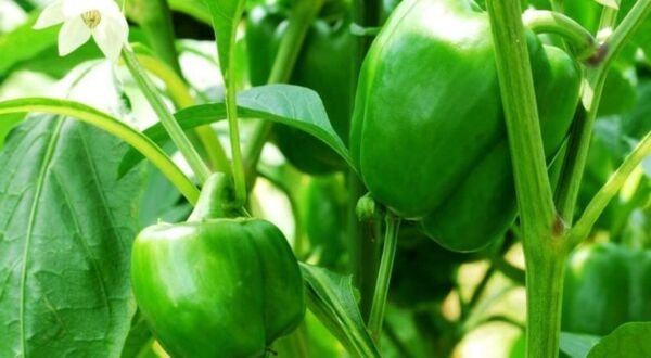 Capsicum Annuum Emerald Giant Sweet Bell Pepper - 20 Seeds Fresh Garden