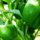 Capsicum Annuum Emerald Giant Sweet Bell Pepper - 20 Seeds Fresh Garden