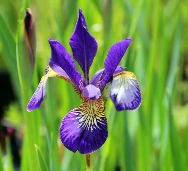 Deep Velvety Blue Caesars Brother Siberian Iris Live Plant-One Quart Pot Fresh Garden