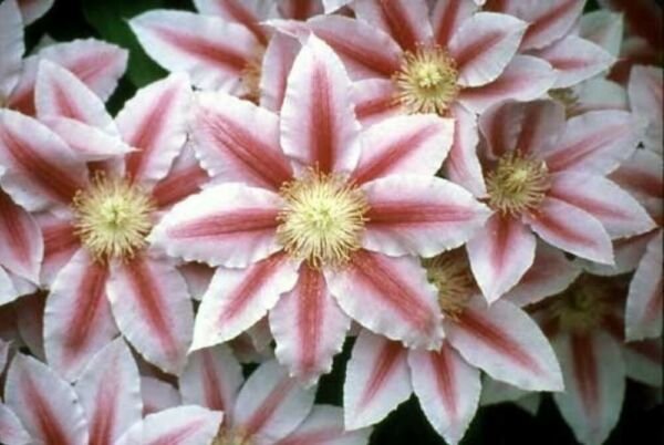 Pink Red Bees Jubilee Blooms Clematis Vine Live Plant - 2.5" Pot Fresh Garden