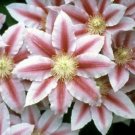 Pink Red Bees Jubilee Blooms Clematis Vine Live Plant - 2.5" Pot Fresh Garden