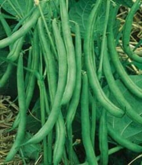 Stringless Bush Bean Contender 400+ Seeds Value Pack Fresh Garden