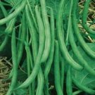 Stringless Bush Bean Contender 400+ Seeds Value Pack Fresh Garden