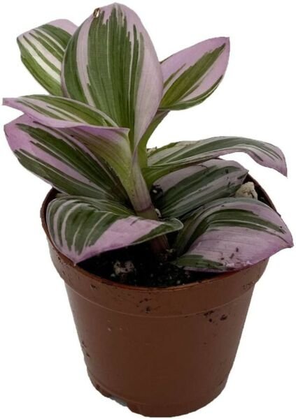 Tradescantia Rare Nanouk Pink Wandering Jew Live Houseplant 2" Pot Indoor Fresh Garden