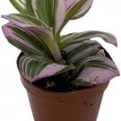 Tradescantia Rare Nanouk Pink Wandering Jew Live Houseplant 2" Pot Indoor Fresh Garden