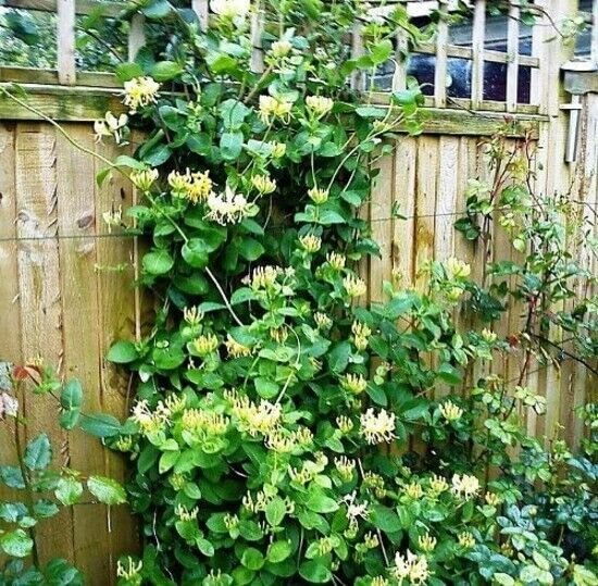 Lonicera Proven Winner Scentsation Honeysuckle Very Fragrant 4" Pot Live Plant Fresh Garden