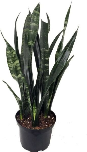 Sansevieria Plant Black Coral Snake Very difficult to Kill - 6" Pot Fresh Garden
