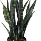 Sansevieria Plant Black Coral Snake Very difficult to Kill - 6" Pot Fresh Garden