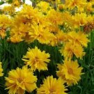 Sunray Perennial Coreopsis Grandiflora Floriferous - 30 Seeds, 175 mg Fresh Garden