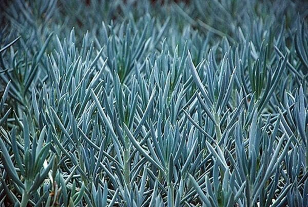 Senecio Serpens Blue Chalksticks Succulent Live Plant - 2.5" Pot Easy to Grow Fresh Garden