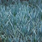 Senecio Serpens Blue Chalksticks Succulent Live Plant - 2.5" Pot Easy to Grow Fresh Garden