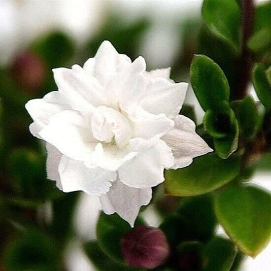 Bonsai Double White Serissa Tree Fairy Plant House Plant - 2.5" Pot Fresh Garden