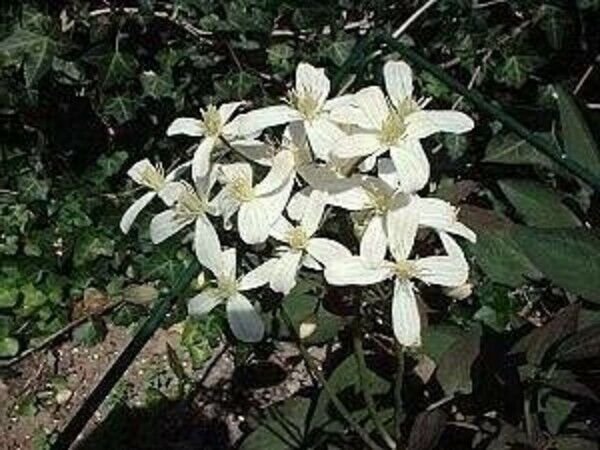 Clematis Recta Vanilla Scented White Clematis - 15 Seeds Fresh Garden